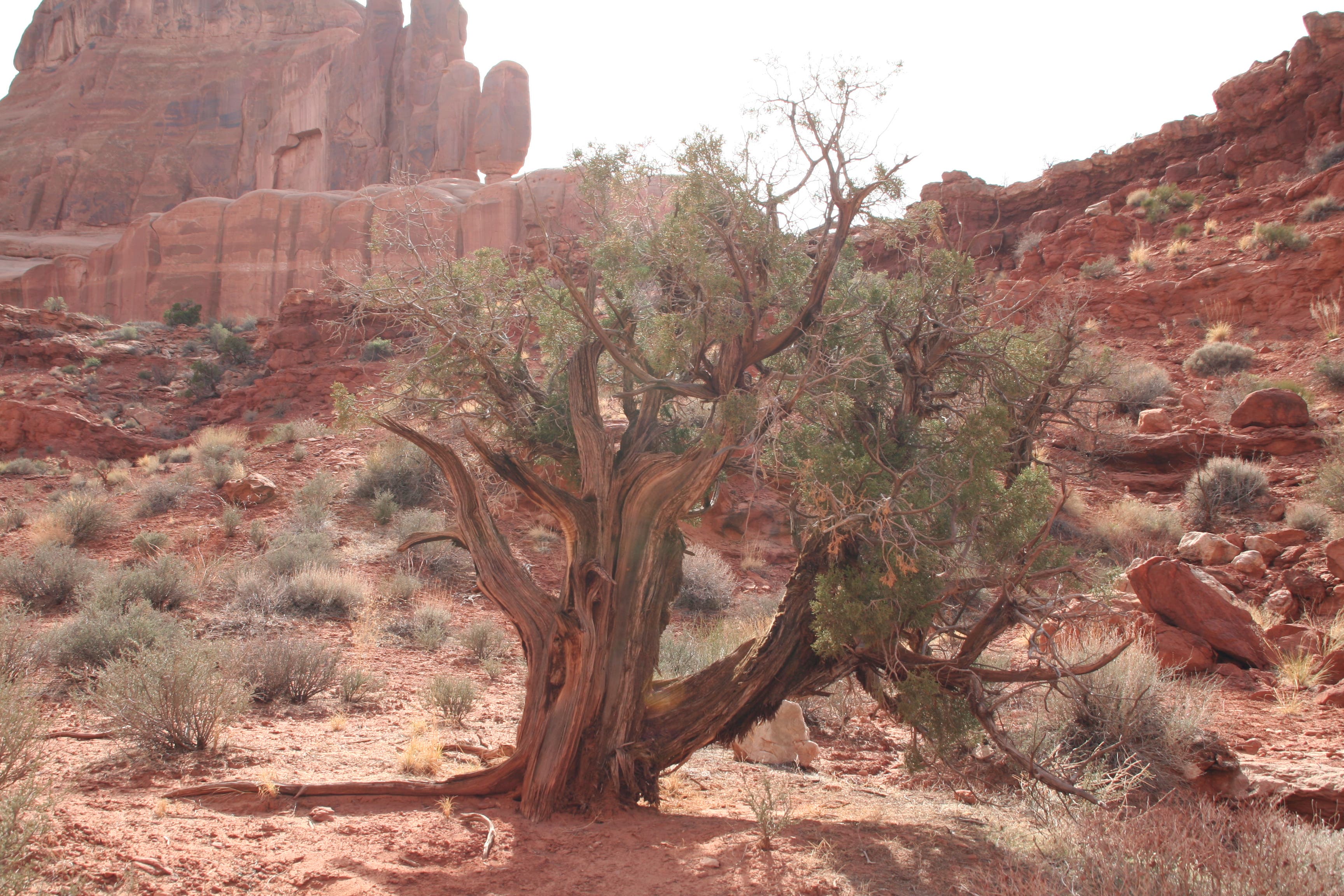 Weathered Juniper Tree None