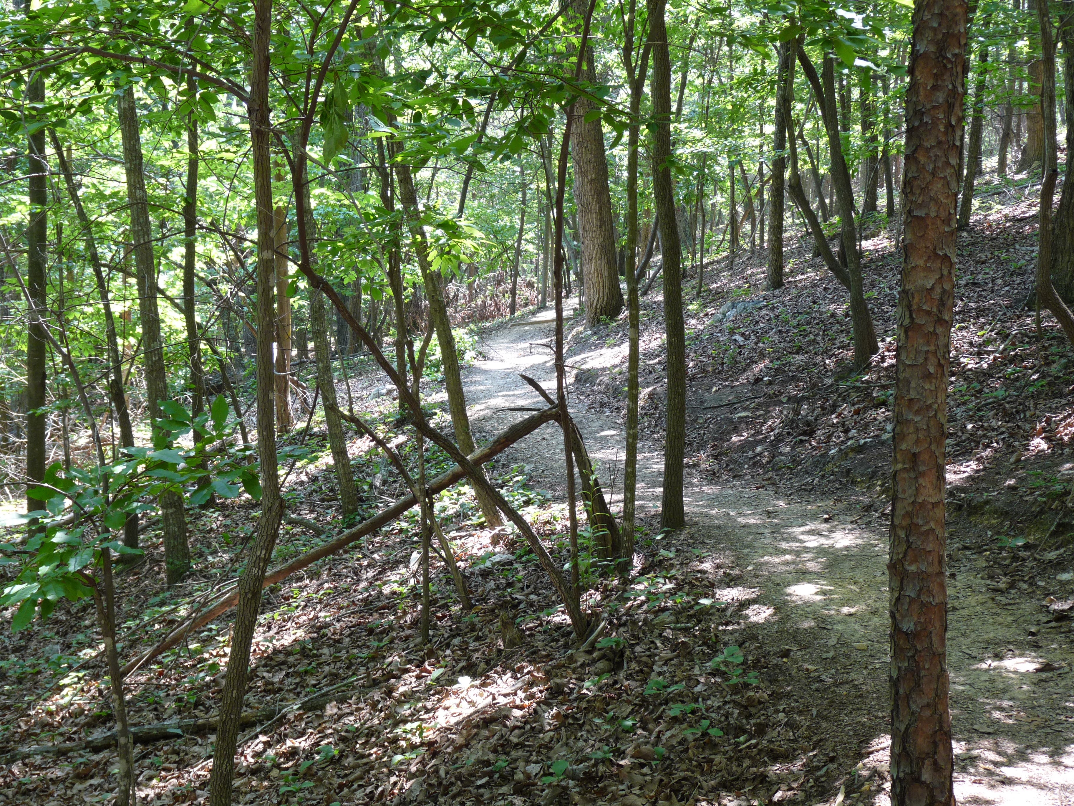 Weaving through Oaks None