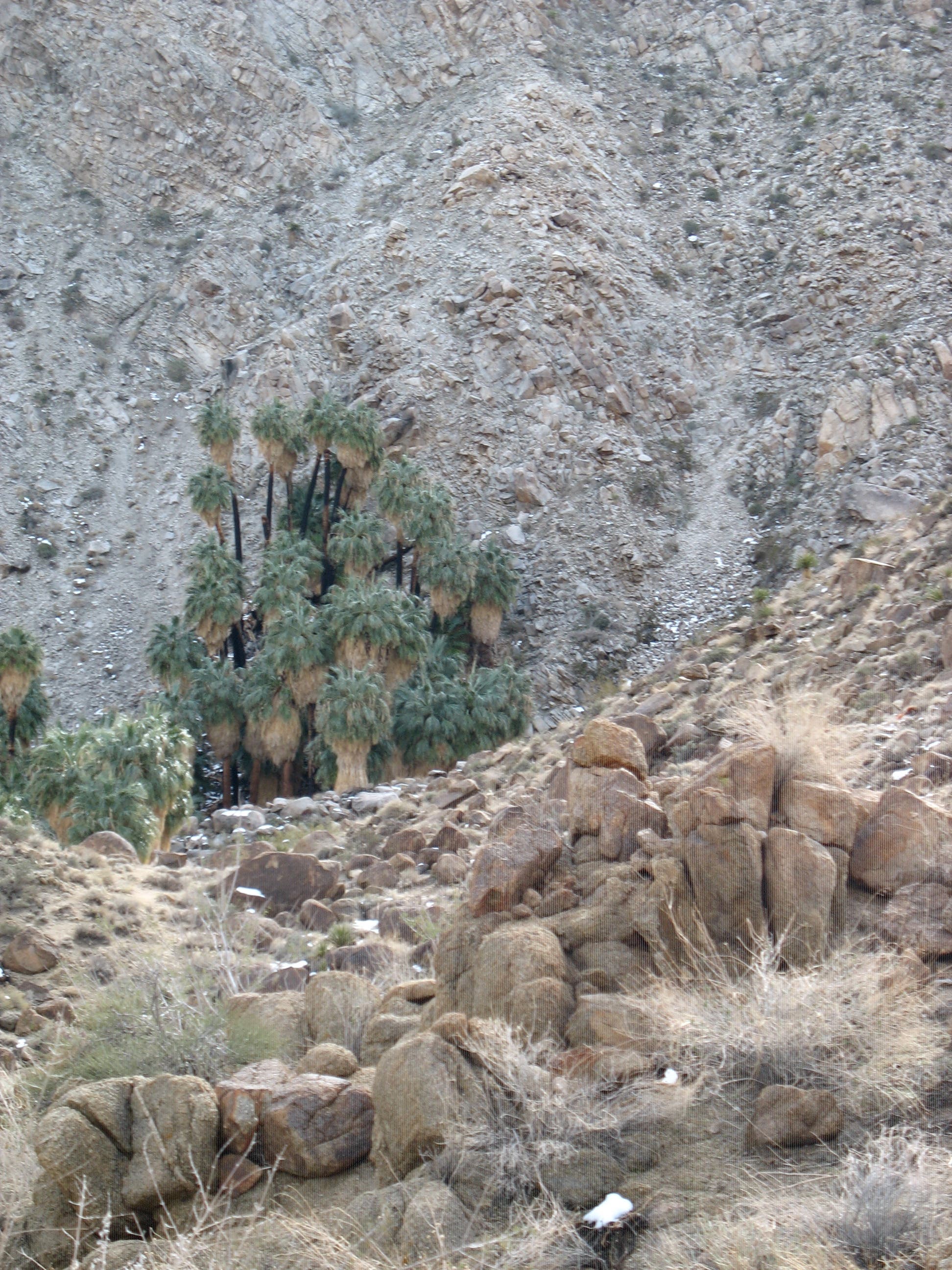 Welcome to Fortynine Palms None