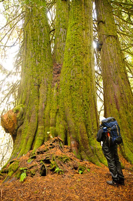 Western Red Cedar None