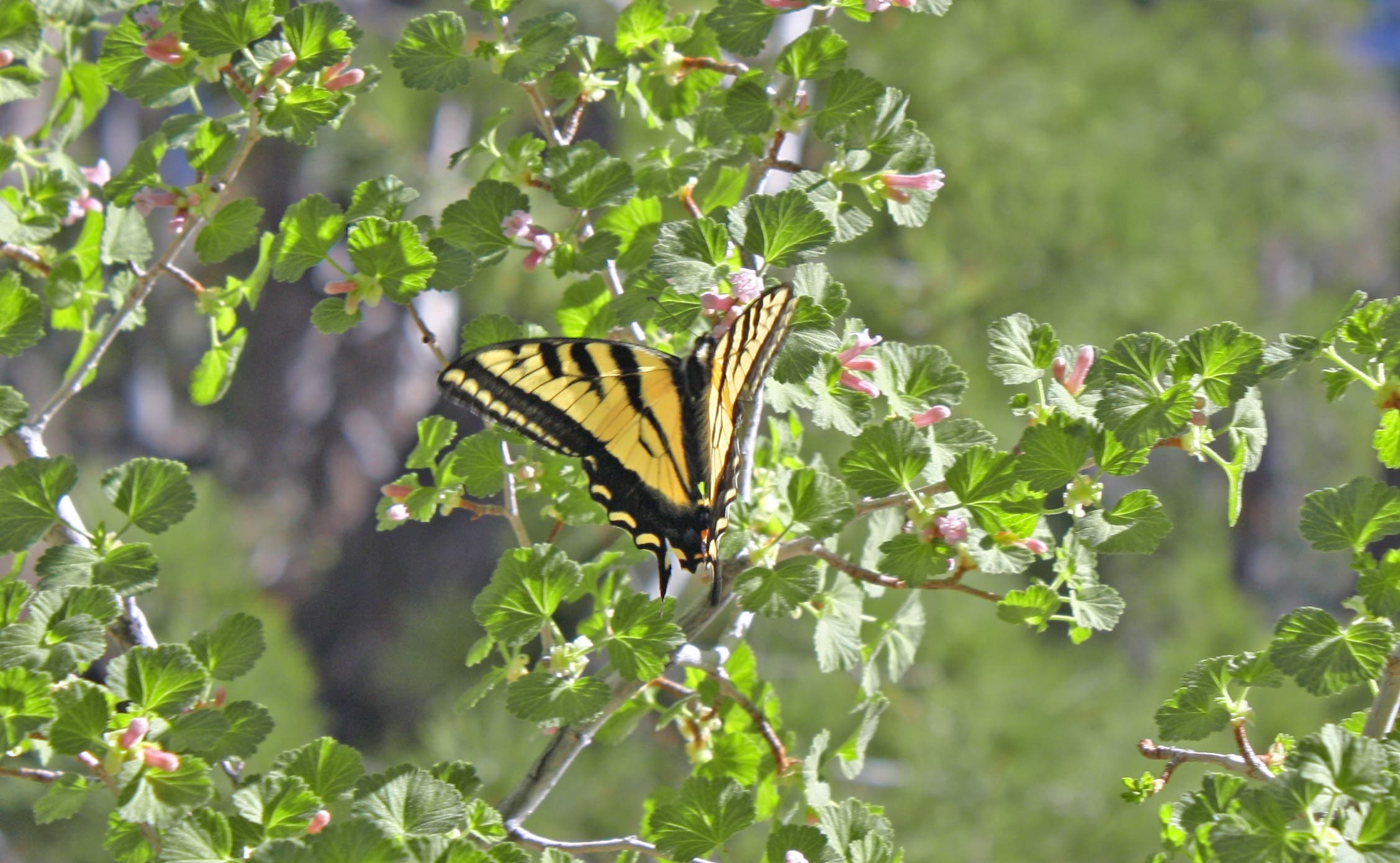 Western Tiger Swallowtail None