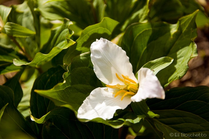 Western Trillium None