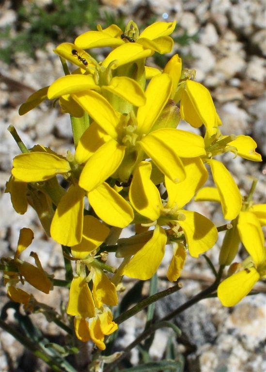 Western Wallflower None