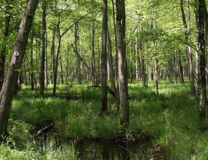 Wetland Forest None