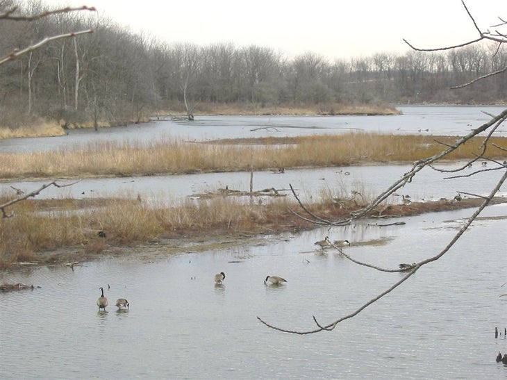 Wetland None