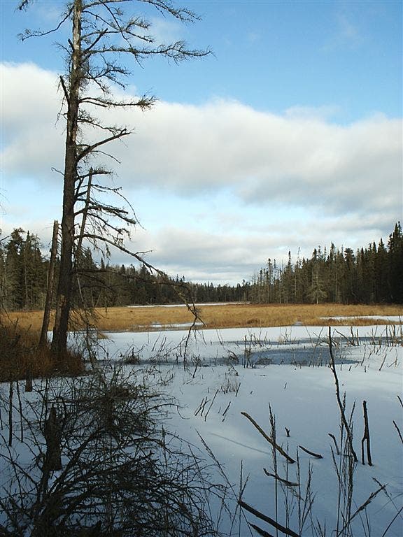 Wetlands and Lake None
