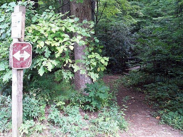 White Diamond Blazes None