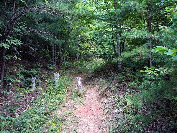 White Diamond Blazes None