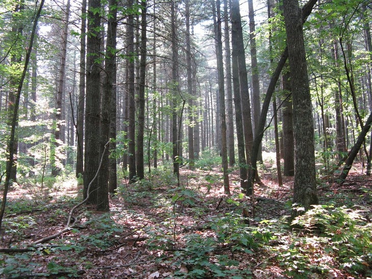 White Pine Plantation None