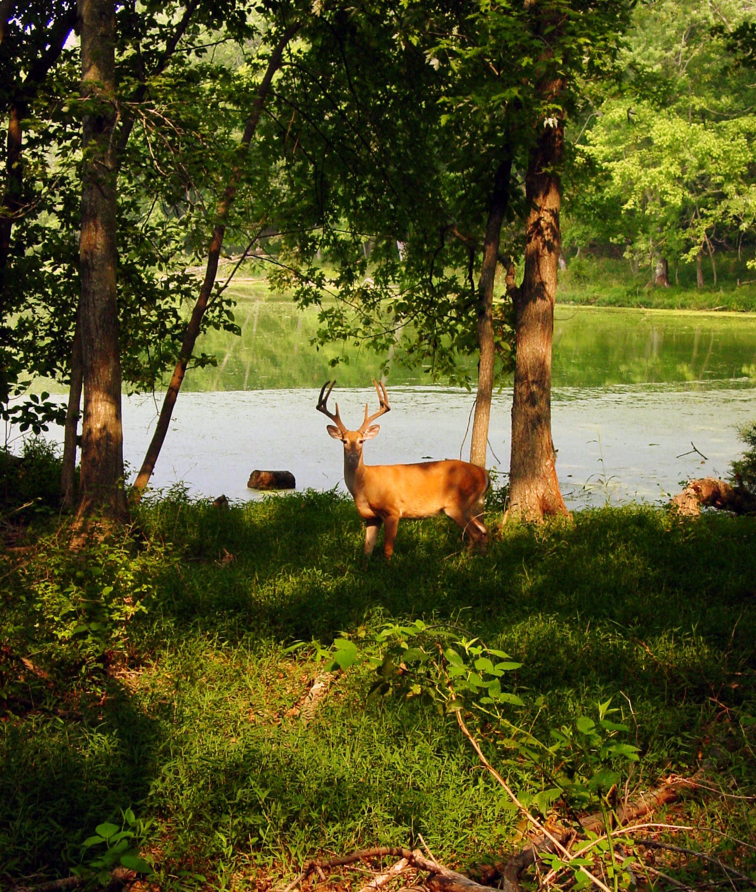 White-Tailed Deer None