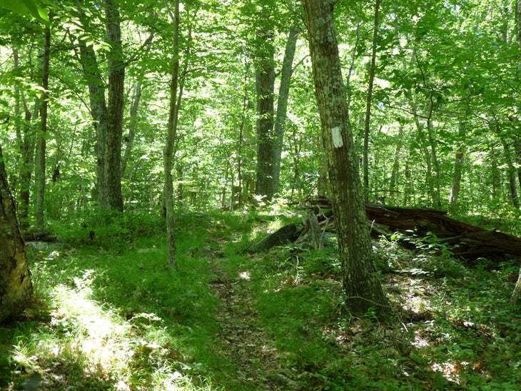 White Trail None