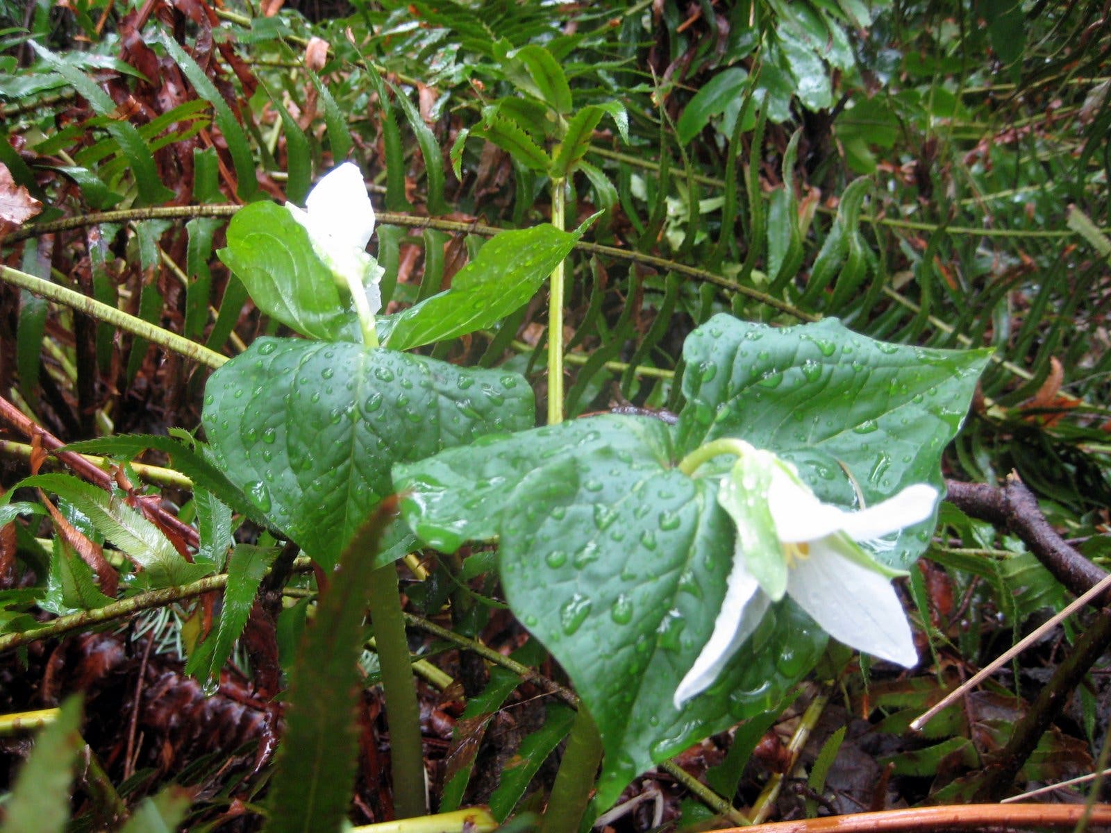 White Trillium None
