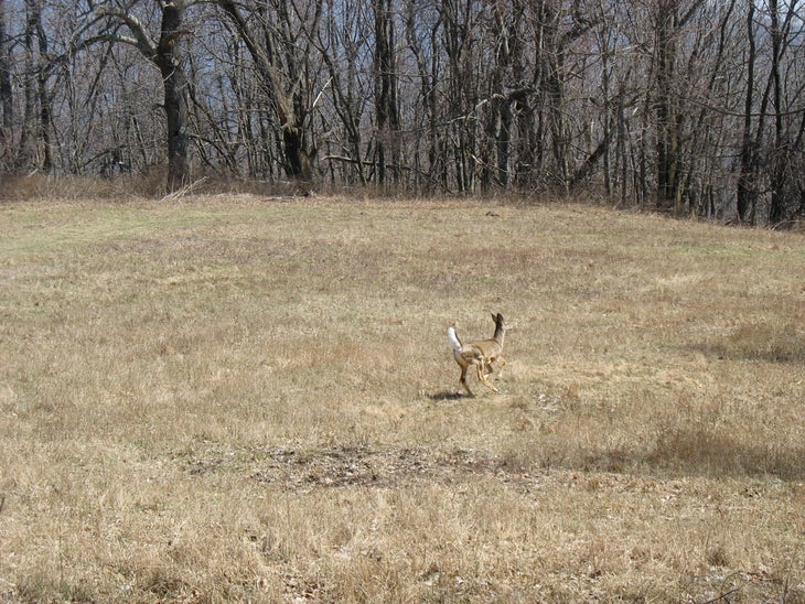 Whitetail Deer None