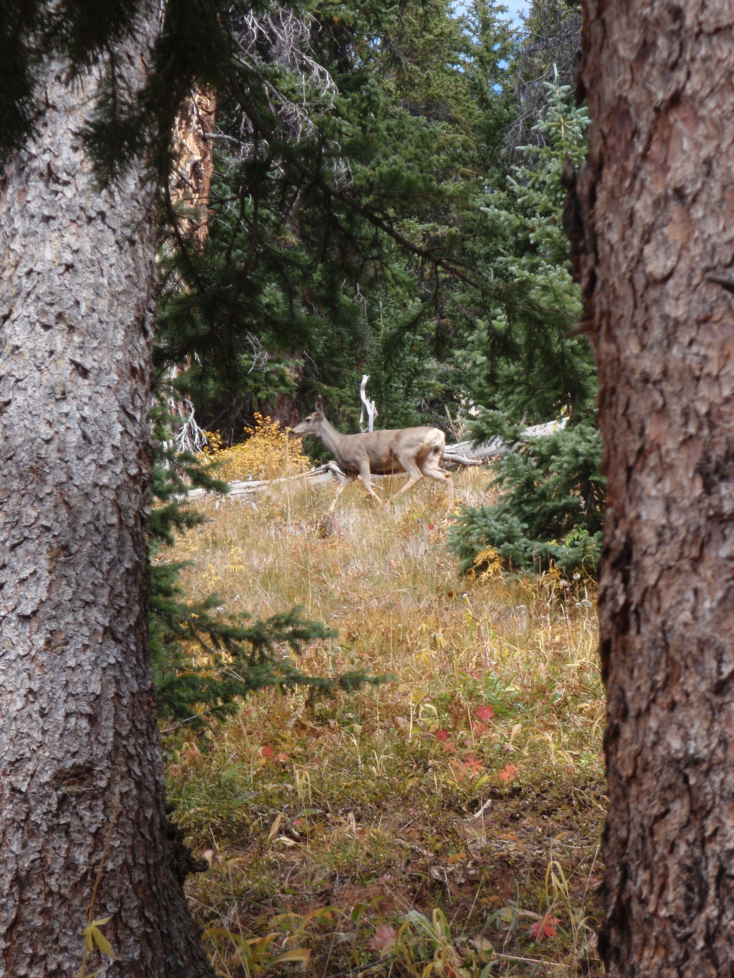 The section of the Colorado Trail between Stony Pass and Celebration Lake is abundant with wildlife. A white-tailed deer in an alpine meadow between Stony Pass and Celebration Lake on the Colorado Trail.