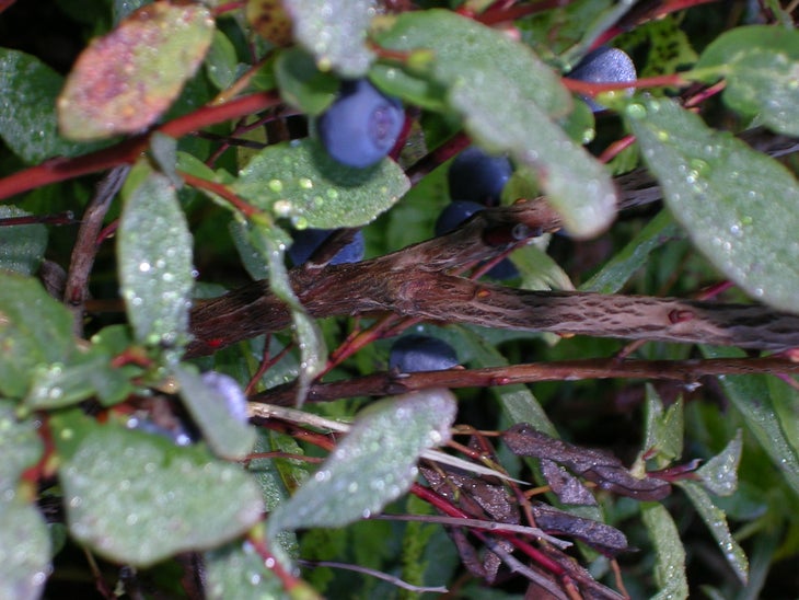 Wild Blueberries None