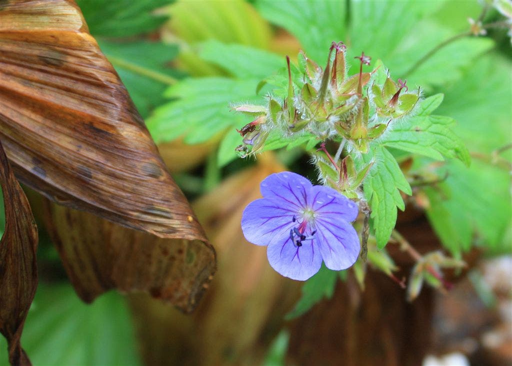 Wild Geranium None