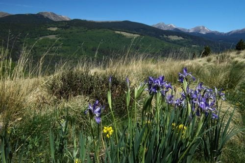 Wild Iris None
