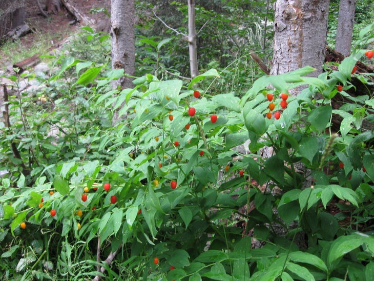 Wild peppers None