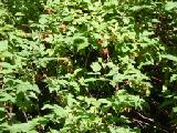 Wild Rasberry! None