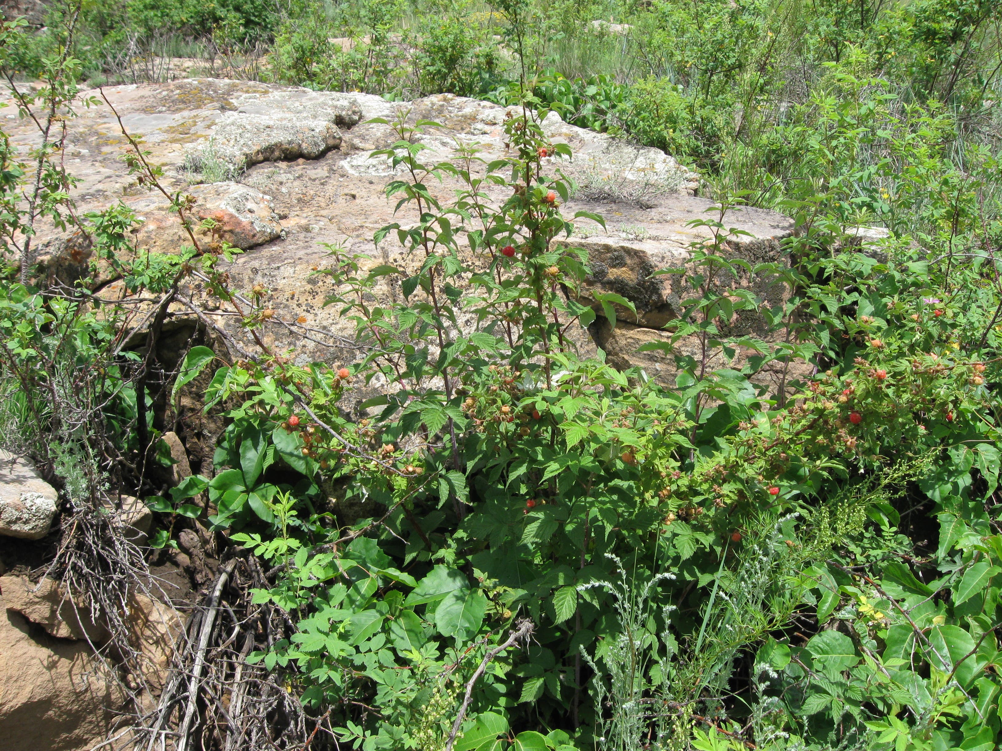 Wild raspberries None