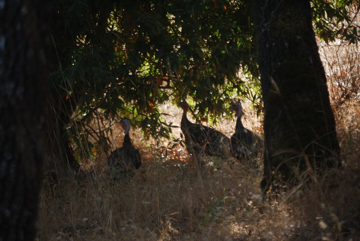 Wild Turkey None