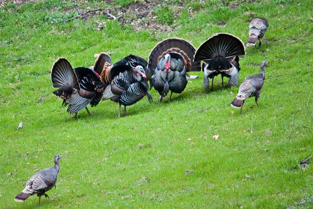 Wild Turkeys None