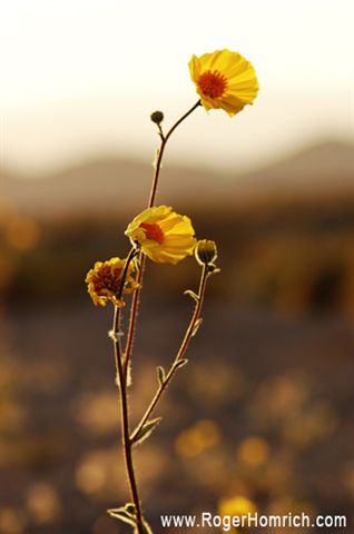 Wildflower None