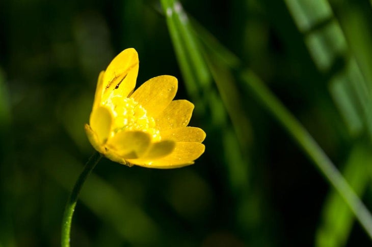 Wildflower None