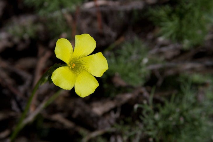 Wildflower None