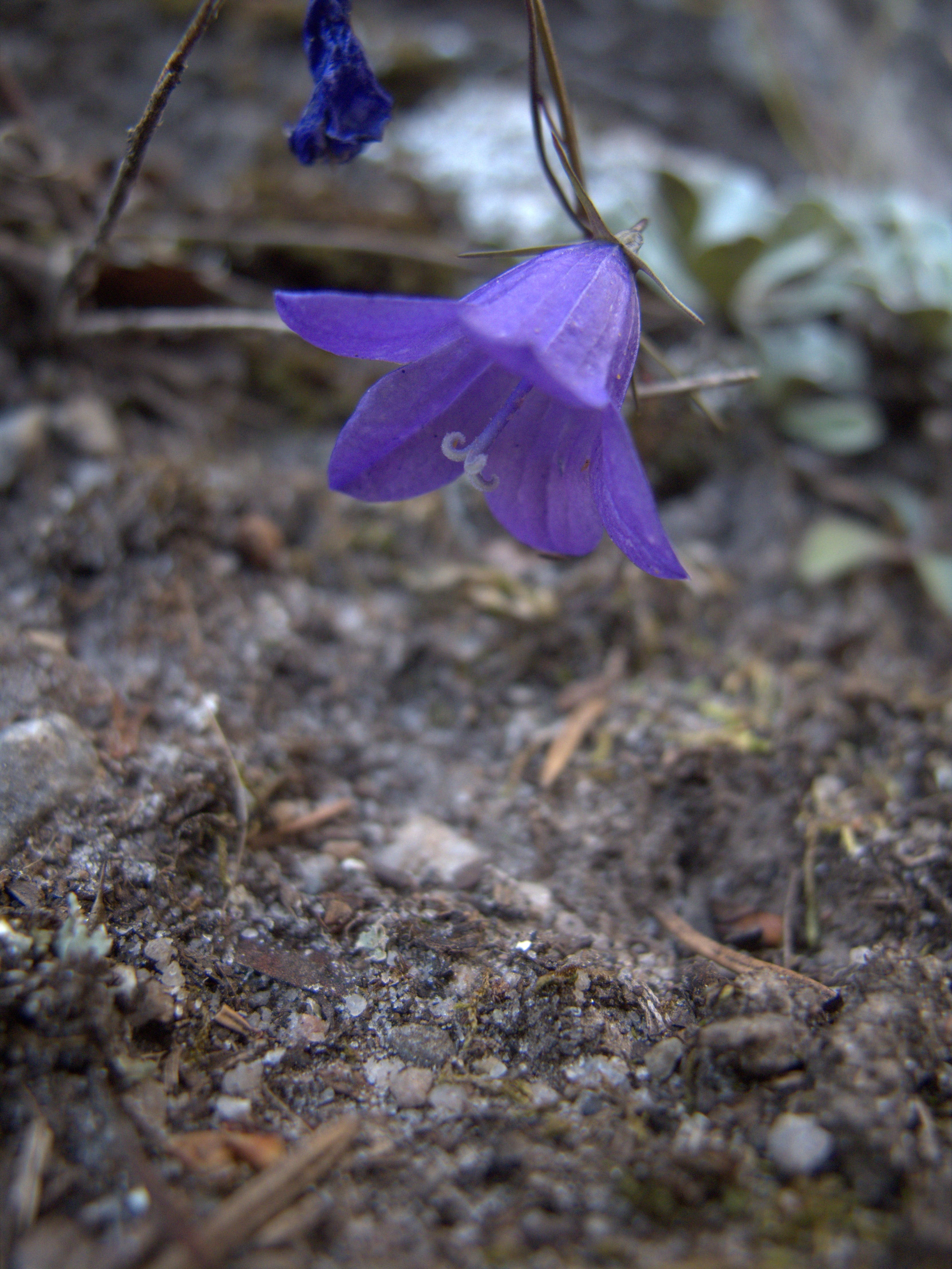 Wildflower along the Colorado Trail. A purple wildflower.