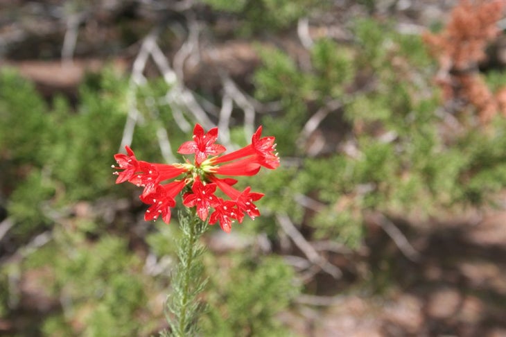 Wildflower None