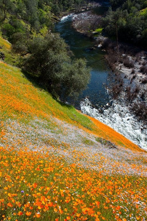Wildflower Carpet None