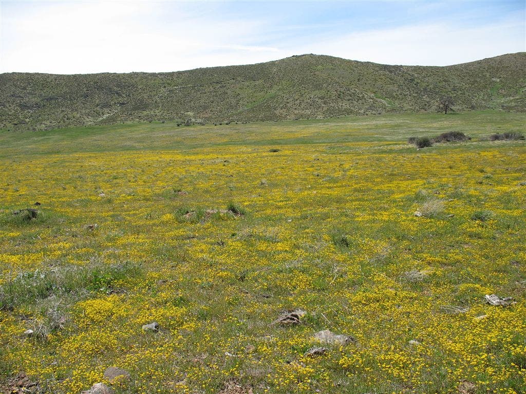 Wildflower Carpets None