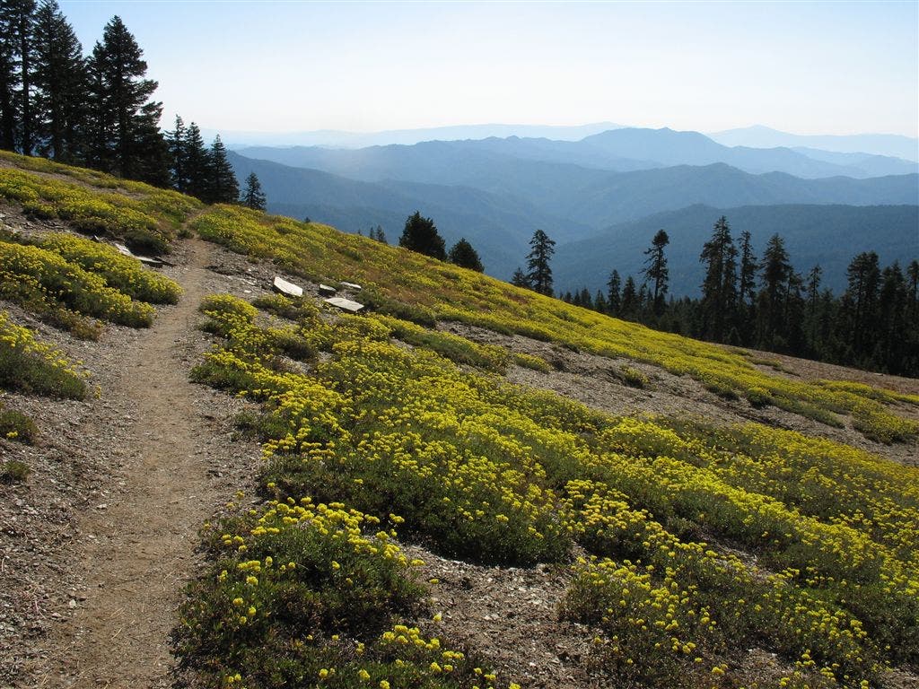 Wildflower-laced hillside None