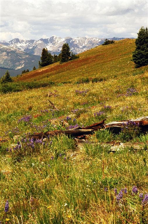 Wildflower Meadows None