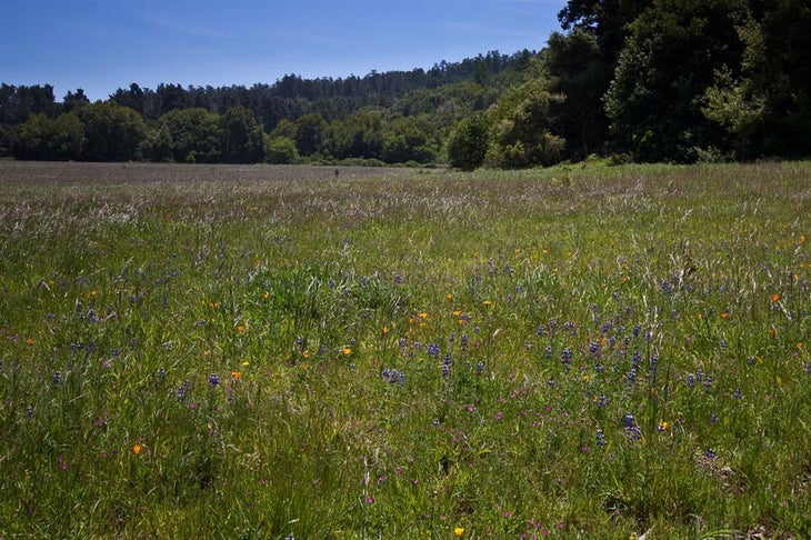 Wildflower Meadows None