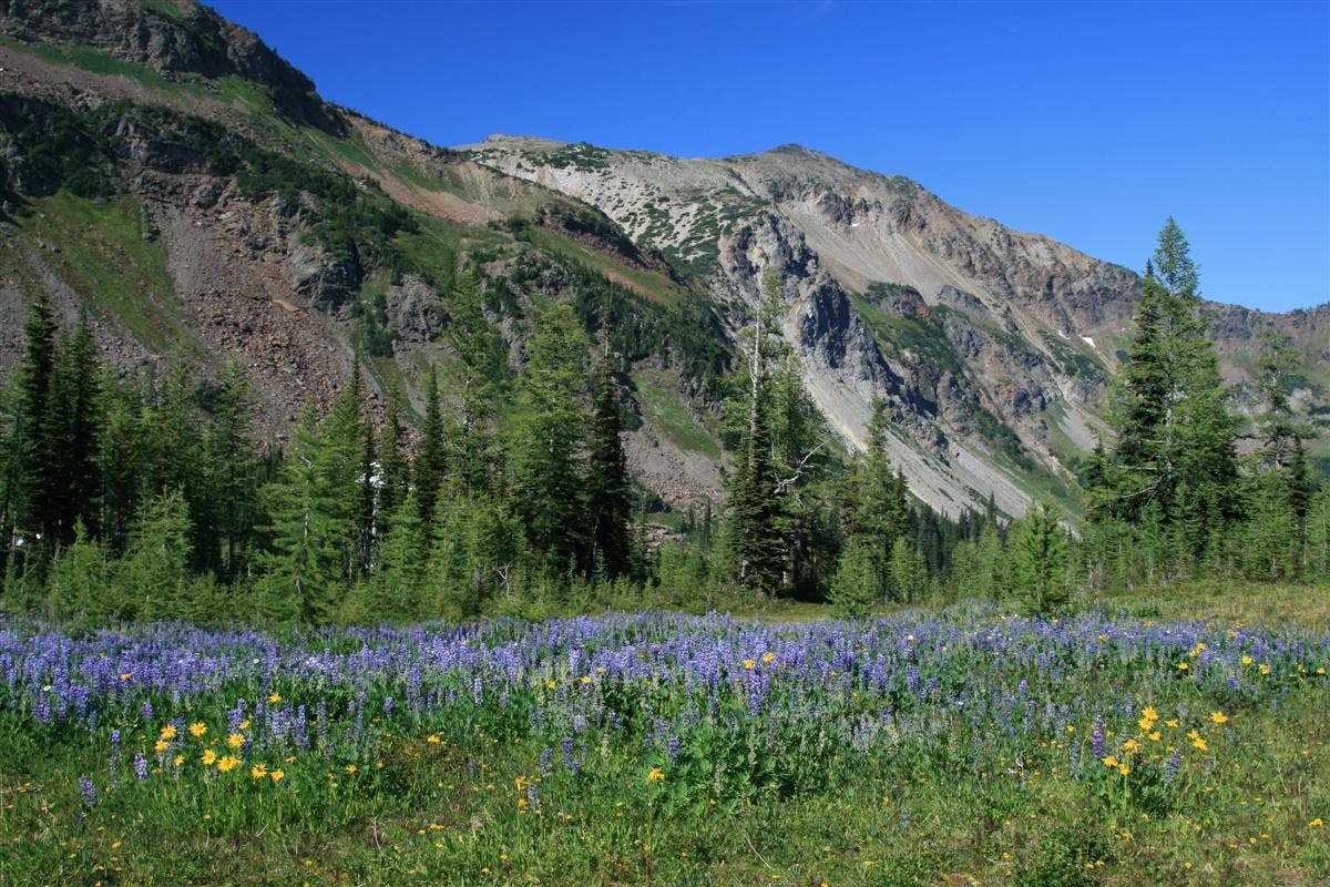 Wildflower Meadows None