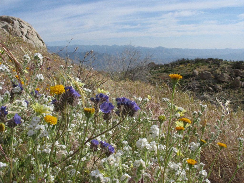 Wildflower medley None