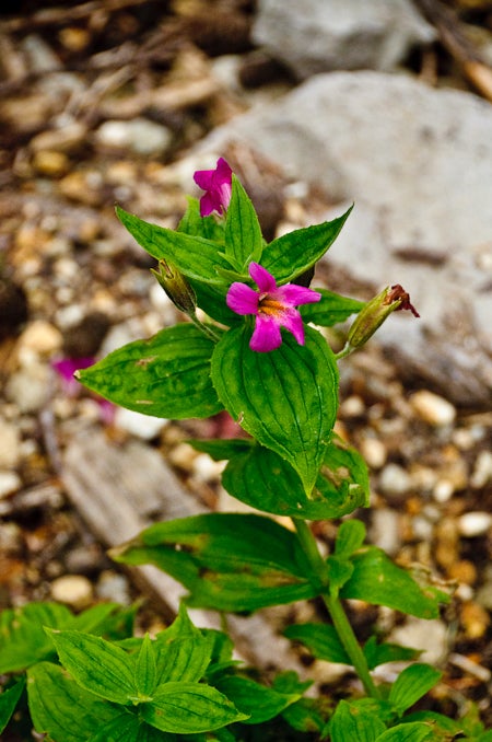Wildflower on Copper Ridge None