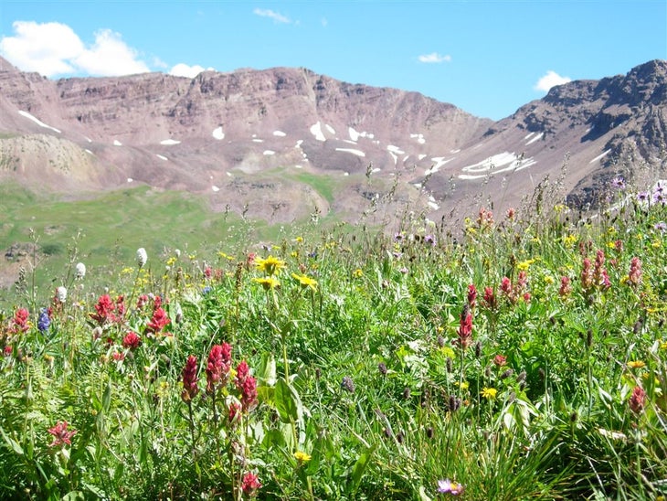 Wildflowers None