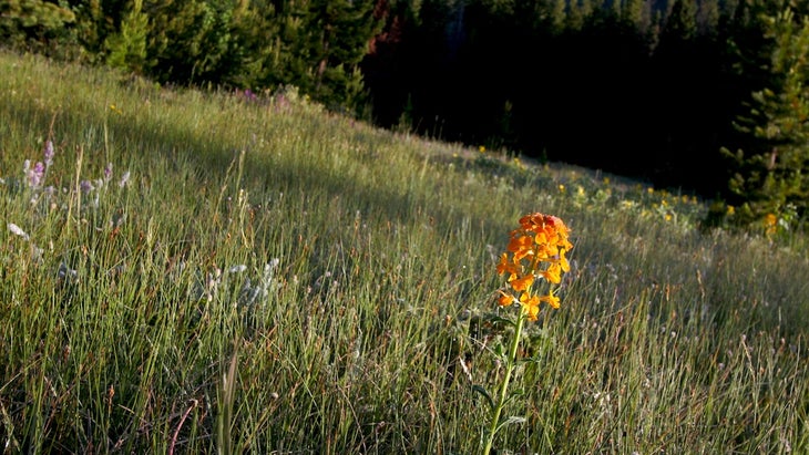 Wildflowers None