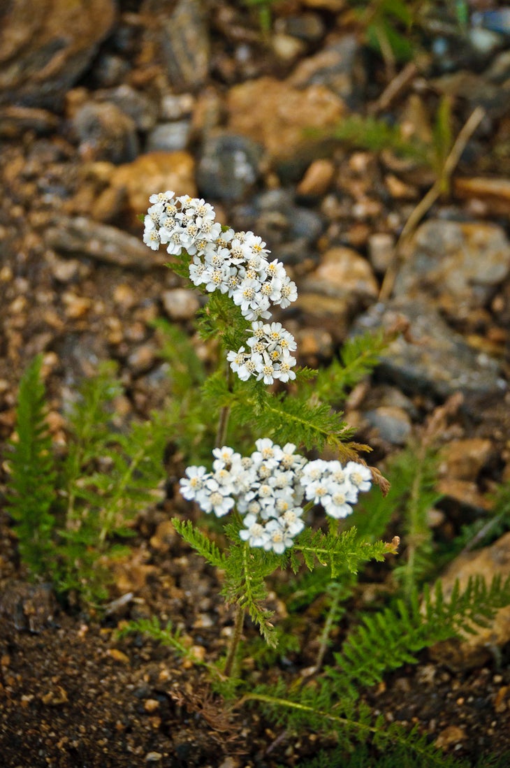 Wildflowers None
