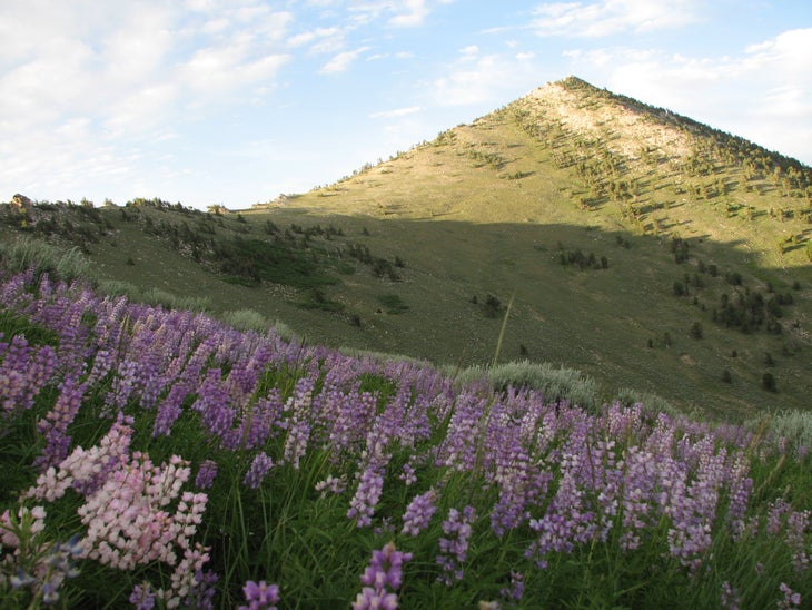 Wildflowers None