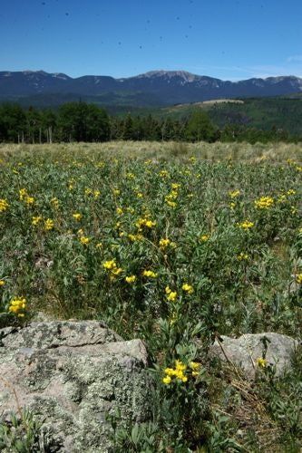 Wildflowers None