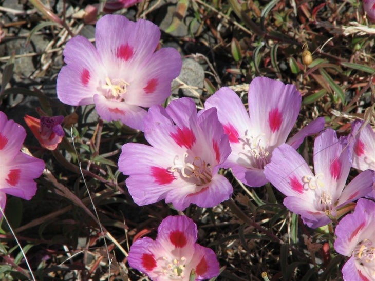 Wildflowers None