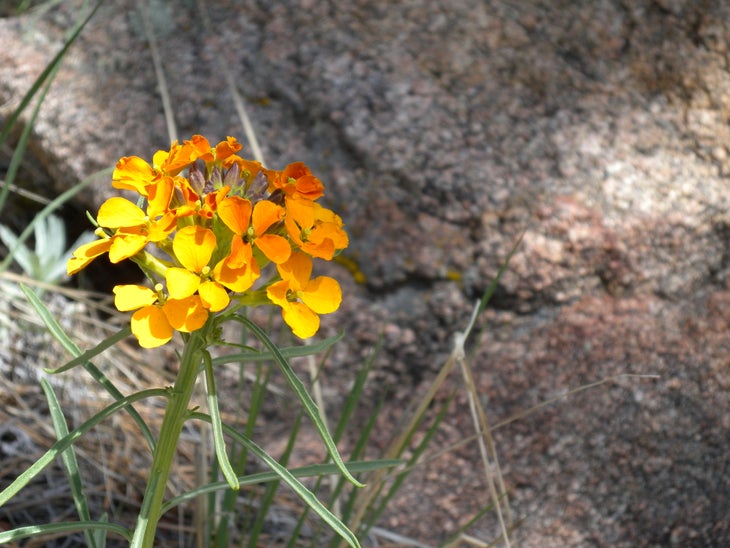 Wildflowers None