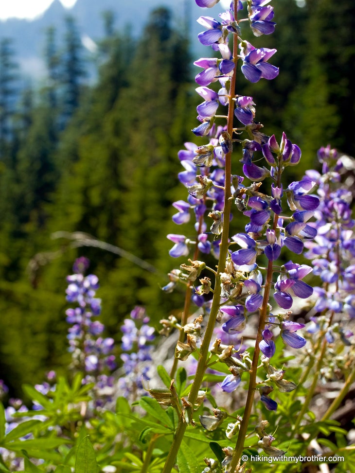 Wildflowers None