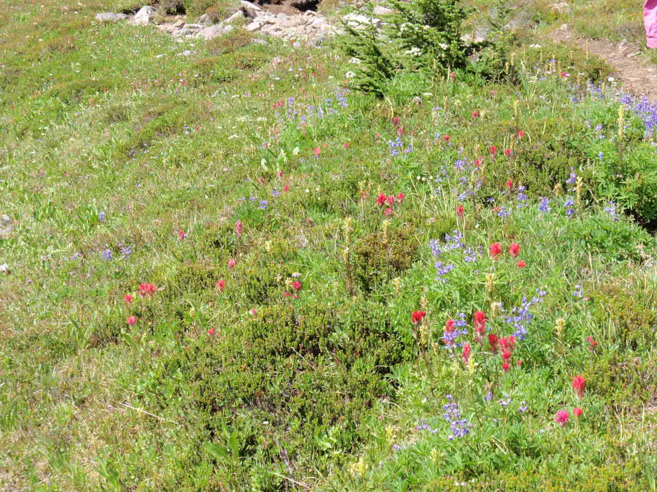 Wildflowers None