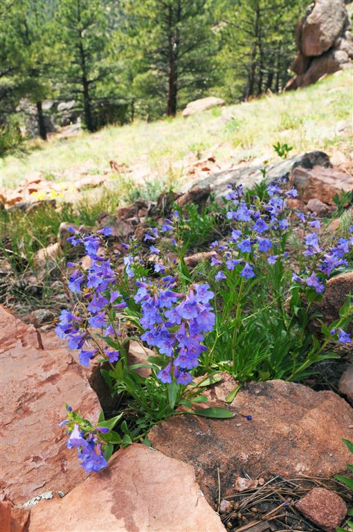 Wildflowers None