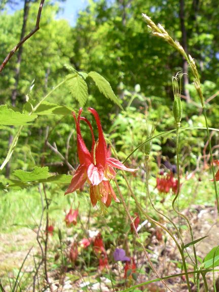 Wildflowers None